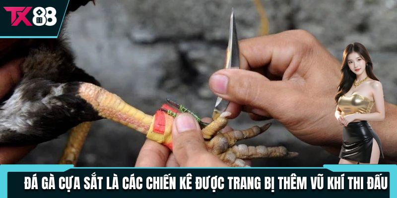 Đá gà cựa sắt là các chiến kê được trang bị thêm vũ khí thi đấu